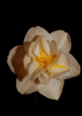 Narcissus dubius flowering