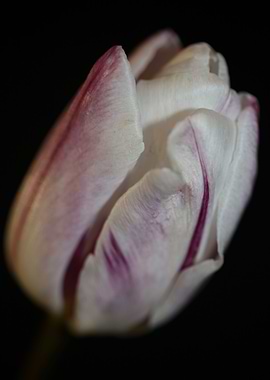 Tulip flower background