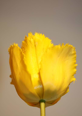 Tulipa flowering liliaceae