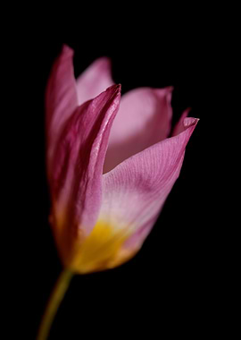 Crocus vernus blossoming