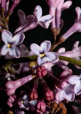 Syringa vulgaris flowering