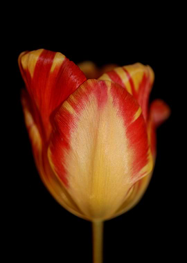 Tulip flower close up