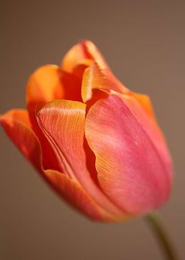 Tulip blossoming close up