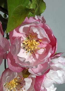 Pink prunus flower macro