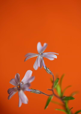 Flower blossoming close up