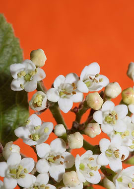 Viburnum tinus flowering