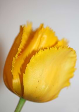 Tulipa flowering liliaceae