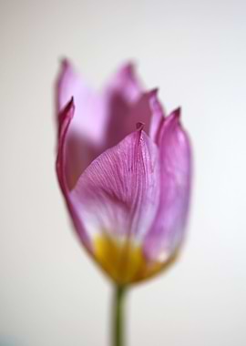 Crocus flower Iridaceae