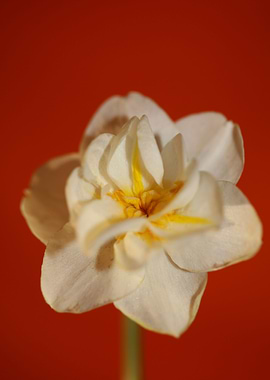 White narcissus flowering