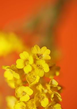 Aurinia saxatilis blossom