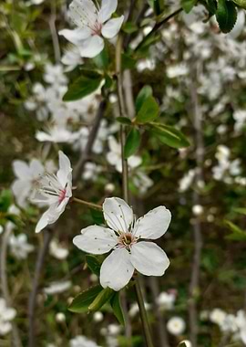 prunus flower