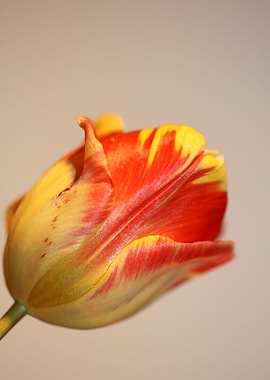 Tulip blossoming liliaceae