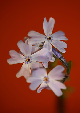 Flower blossoming close up