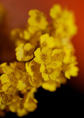 Aurinia saxatilis close up