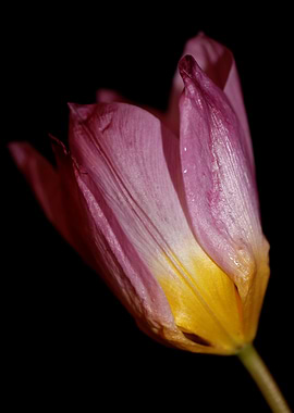 Crocus vernus blossoming