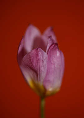 Crocus flower background
