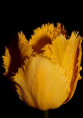 Yellow tulip flower macro
