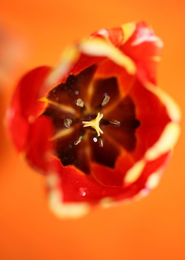 Tulip flower background