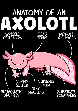 Anatomy Of An Askolotl
