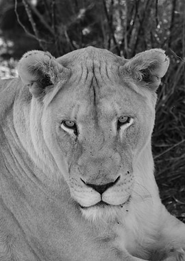 White Lioness 2227 bw
