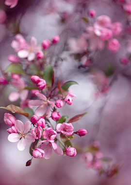 Pink cherry blossom flower