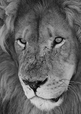 Lion Male closeup 2158 bw