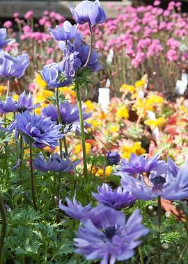 anemone coronaria flower