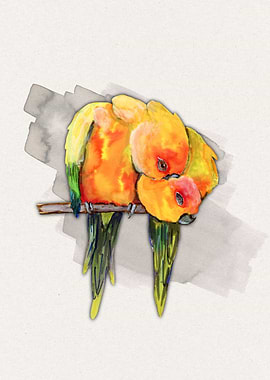 Two cuddling sun conures