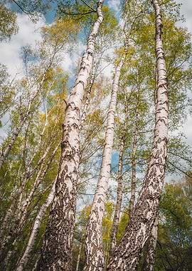 Birch Forest