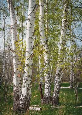 Birch Forest at Spring