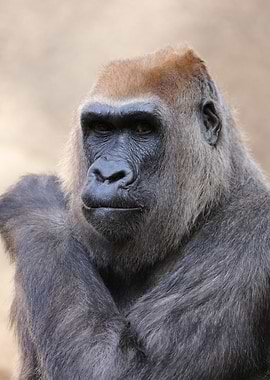 Gorilla