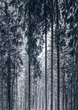 Frozen Forest