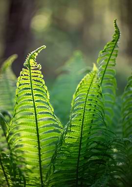 Fern in the spring forest