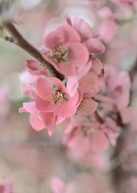 Pink flower, spring garden