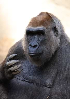 Gorilla