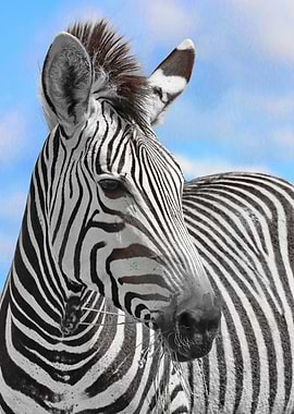 Zebra Portrait ck 8736