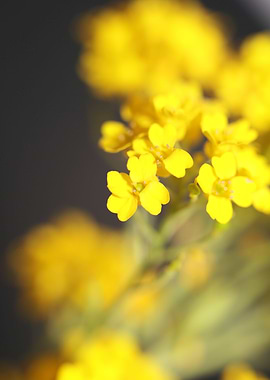 Aurinia saxatilis blossom