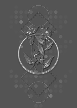 Long Branched Enothera