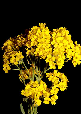 Yellow flowering Aurinia