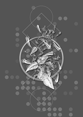 Heart Leaved Manettia