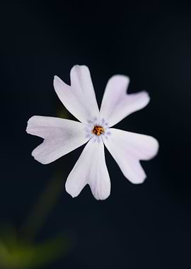 Flower blossom Phlox macro