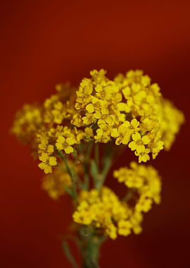 Aurinia saxatilis close up