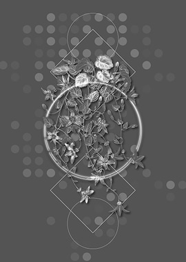 Harebell Of St Angelo