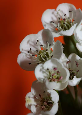 Crataegus flower blossom