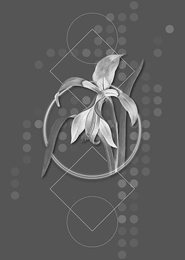 Gray Geometric Amaryllis