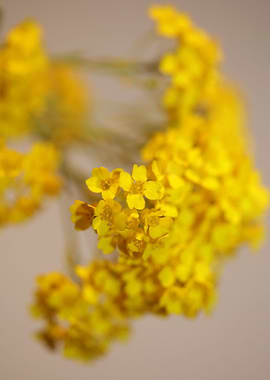 Aurinia saxatilis blossom