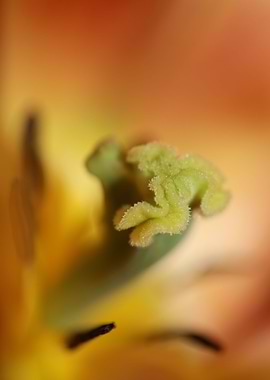 Tulip flowering liliaceae