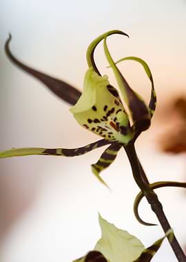 orchid in the garden