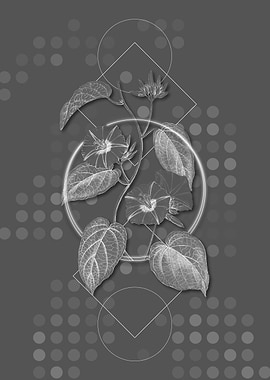 Hoary Jacquemontia Flower