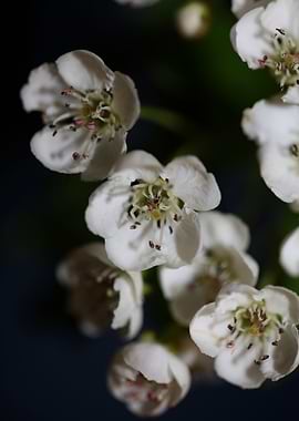 Crataegus flowering macro